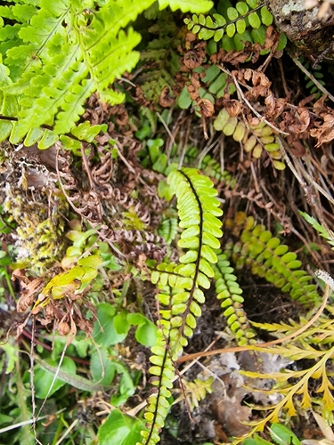 double spleenwort (Asplenium anceps)