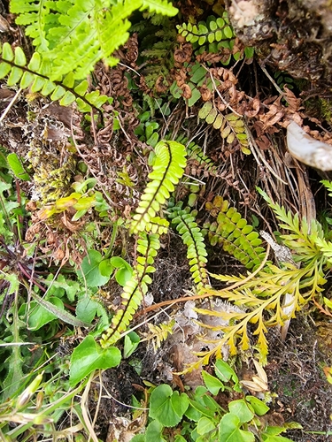 Image of Asplenium anceps by (c) Vítor Jorge, some rights reserved (CC BY)