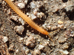 Geophilus regnans