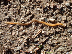 Geophilus regnans