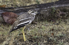 Indian Thick-Knee photo 3