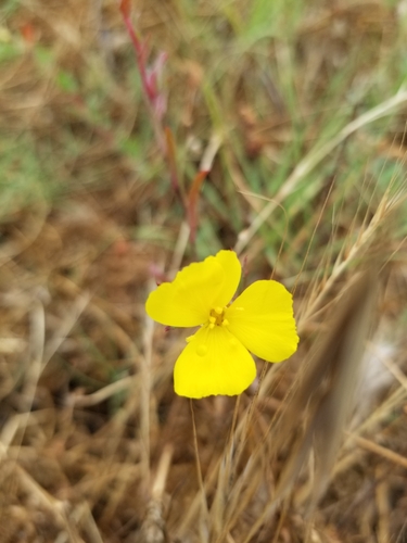 Image of Camissoniopsis hirtella by no rights reserved