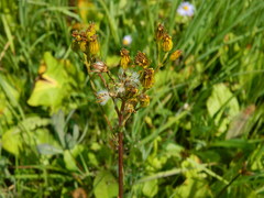 Senecio hydrophiloides