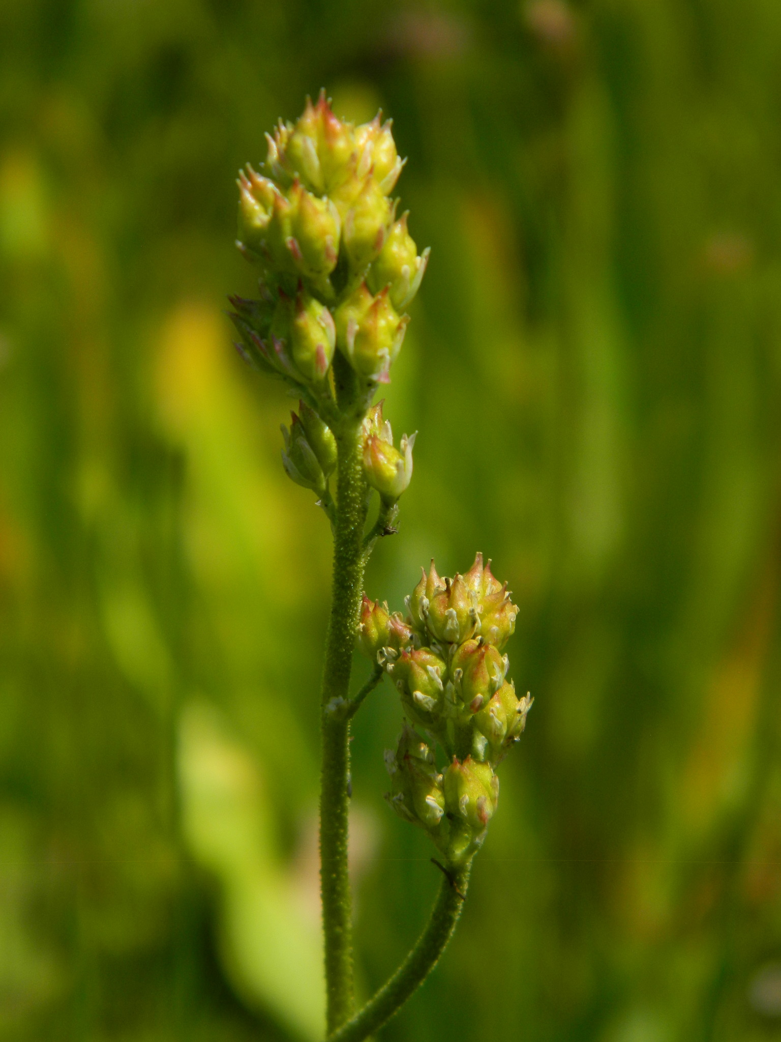 Triantha occidentalis ssp. montana