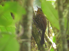 Premnoplex brunnescens