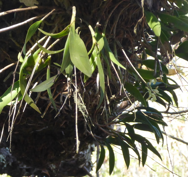 Green-fly orchid Epidendrum magnoliae growing on a tree in north Florida
