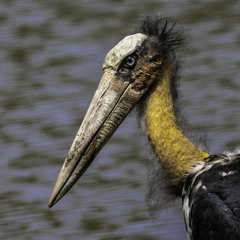 Lesser Adjutant photo 2