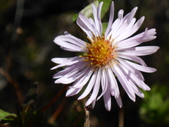 Ampelaster carolinianus