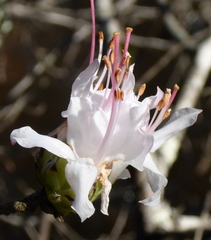 Rhododendron canescens