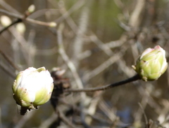 Rhododendron canescens