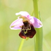Ophrys fuciflora elatior - Photo (c) Björn S...,  זכויות יוצרים חלקיות (CC BY-SA)