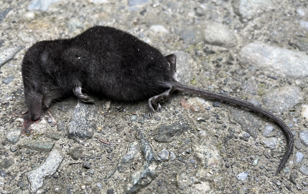 Eastern Water Shrew from Pittsburg, NH, US on June 11, 2023 at 01:59 PM ...