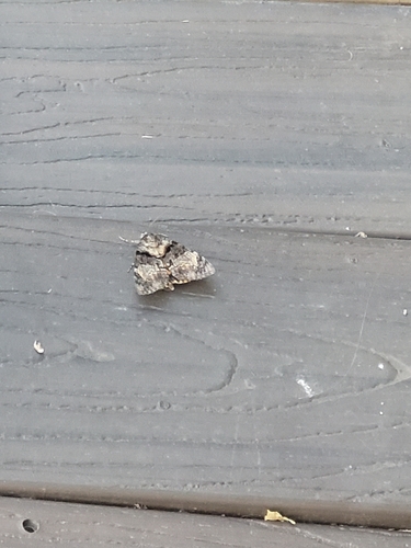 Desdemona Underwing photo 2