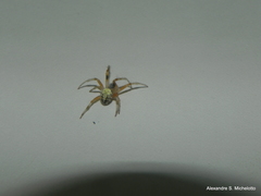 Araneus horizonte