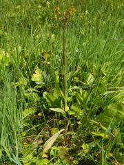 Senecio hydrophiloides