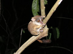 Rondo Bushbaby photo 2