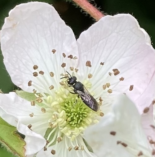 Modest Masked Bee