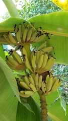 Musa
