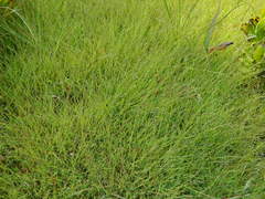 Muhlenbergia filiformis