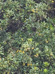 Laurus novocanariensis image