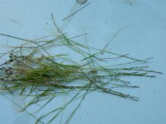 Muhlenbergia filiformis
