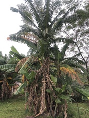 Musa balbisiana