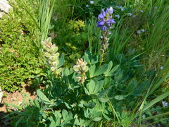 Lupinus burkei
