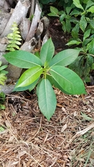 Ficus aurea
