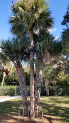 Sabal palmetto