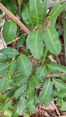 Schinus terebinthifolia