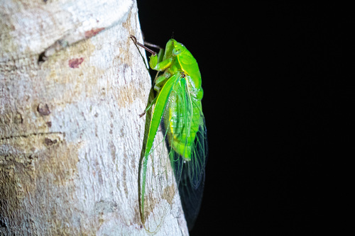 Cyclochila virens Distant, 1906