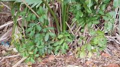 Schinus terebinthifolia