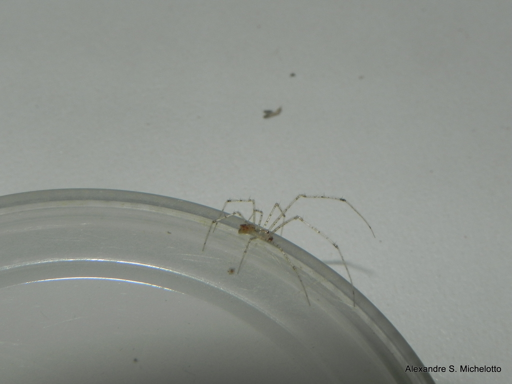 Meotipa pulcherrima