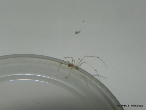 Meotipa pulcherrima