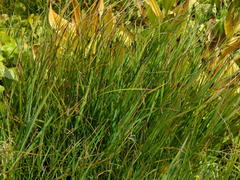 Carex scopulorum