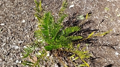 Zamia integrifolia