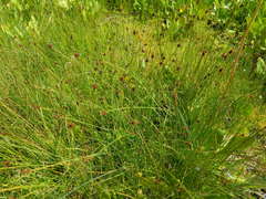 Carex illota