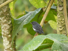 Diglossa albilatera