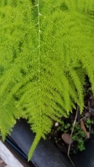 Asparagus setaceus