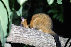 Trichosurus johnstonii