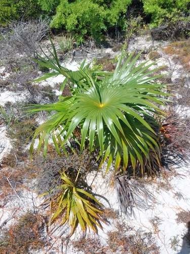 Thatch palm (Coccothrinax inaguensis)