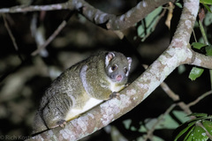 Pseudochirops archeri
