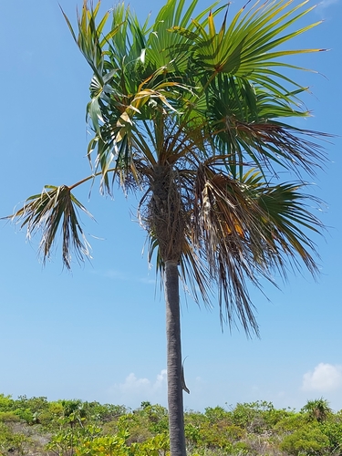 Thatch palm (Coccothrinax inaguensis)