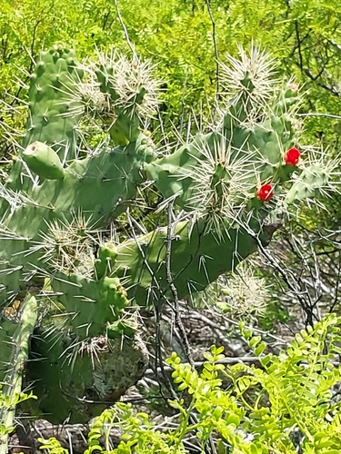 Consolea macracantha, photograph 3