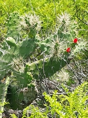 Consolea macracantha, photograph Stuart Cable, CC BY, iNaturalist via GBIF