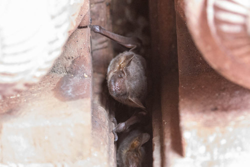 Naked-rumped Tomb Bat
