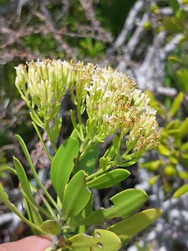 Gundlachia