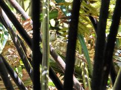 Poodytes punctatus vealeae