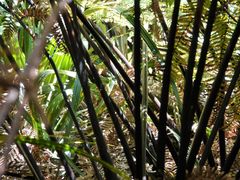 Poodytes punctatus vealeae