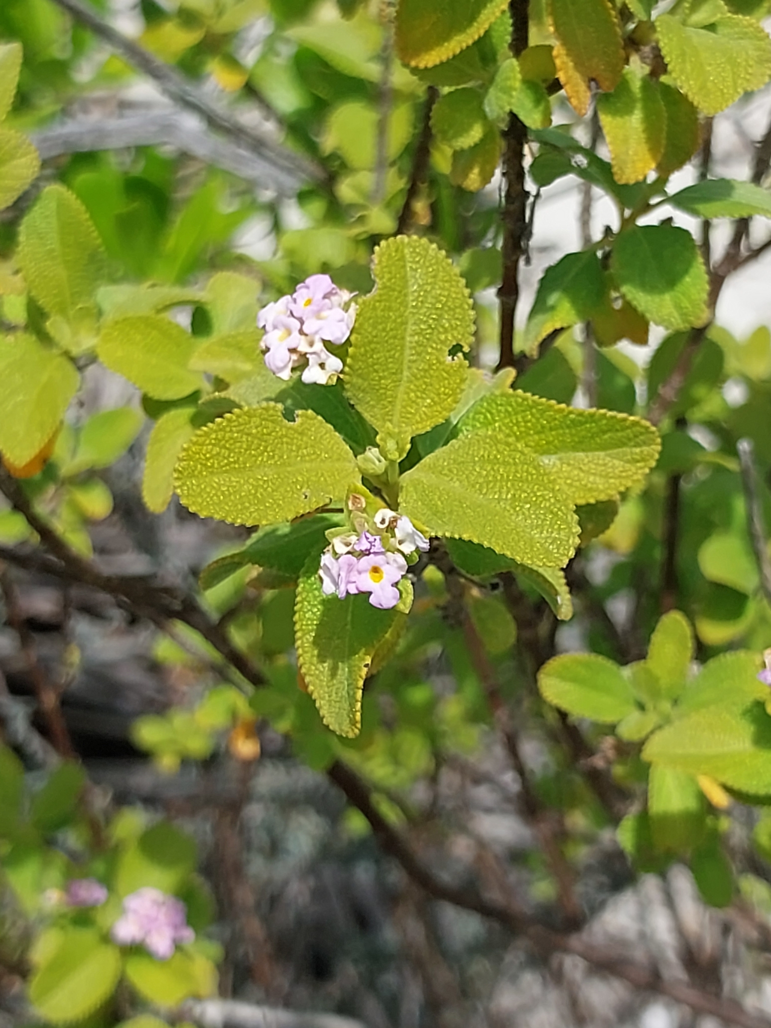 Lantana involucrata